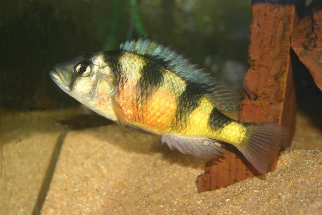 Astatotilapia