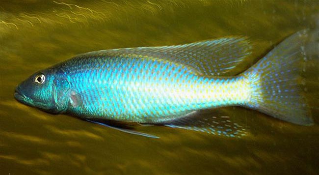 Champsochromis