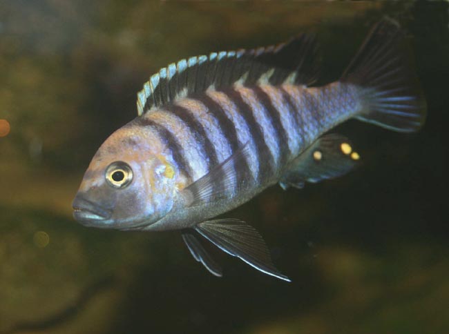 Cynotilapia