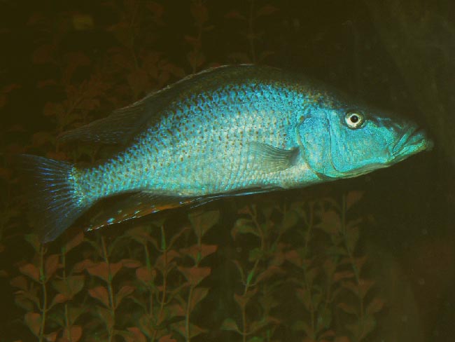 Dimidiochromis