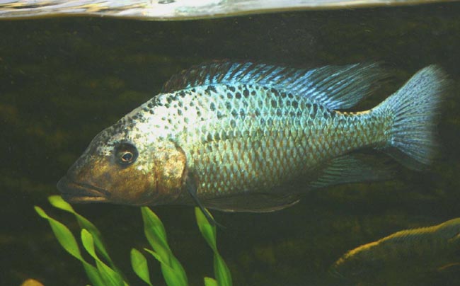 Fossorochromis