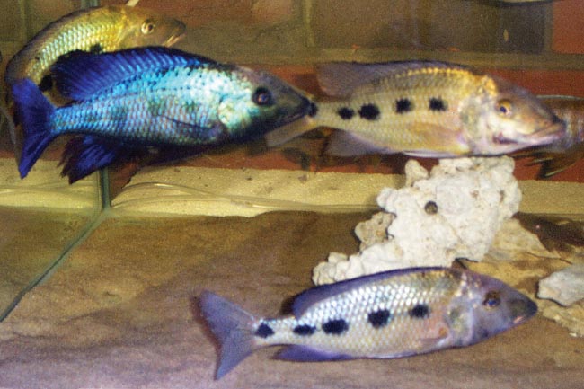 Fossorochromis