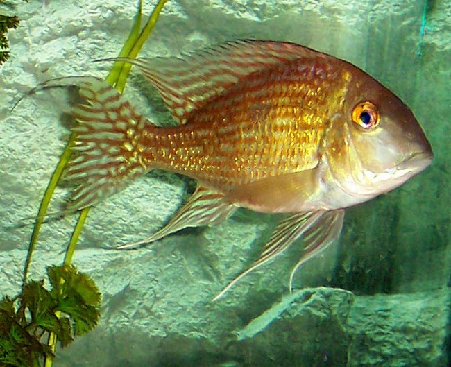 Geophagus