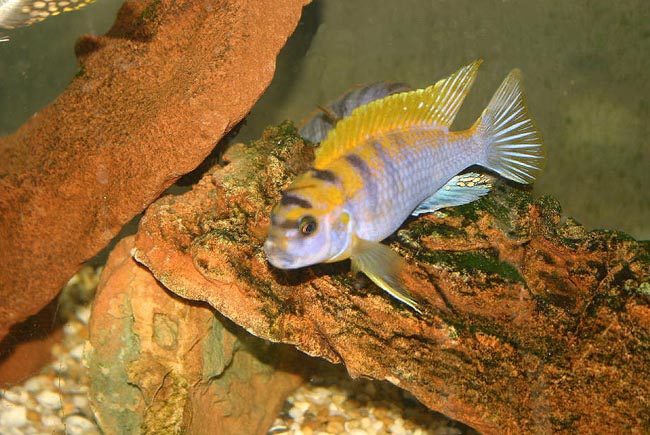 Labidochromis