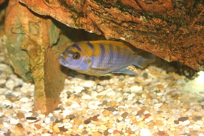 Labidochromis