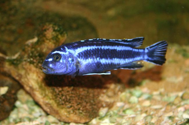 Melanochromis