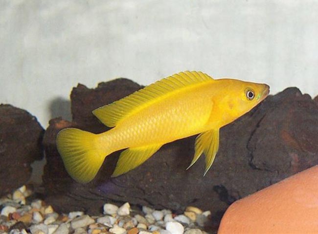 Neolamprologus