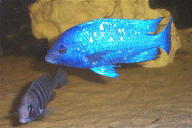 Placidochromis