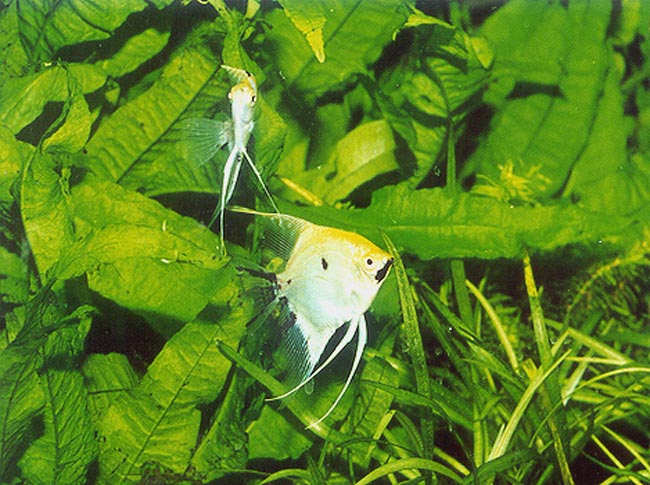 Pterophyllum