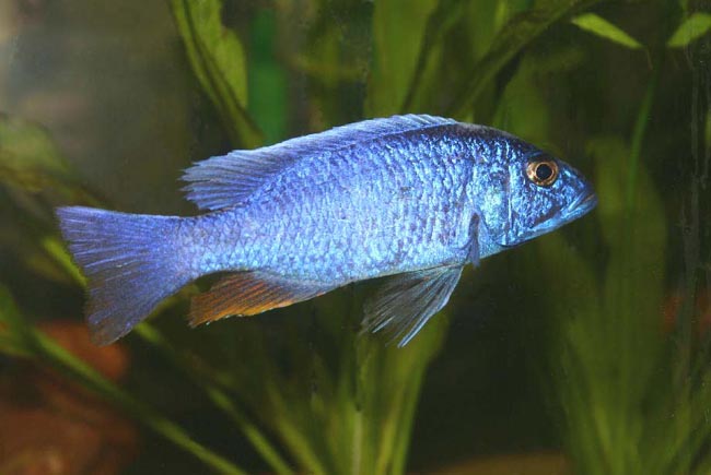 Sciaenochromis