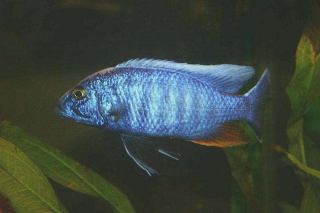 Sciaenochromis