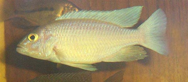 Scianochromis