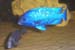 Placidochromis